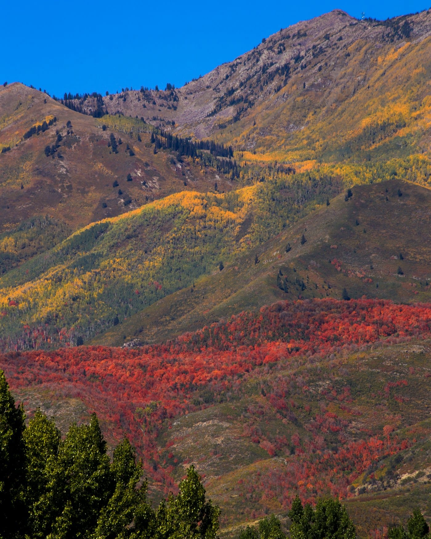 Fall color on the mountains above Midway, Utah